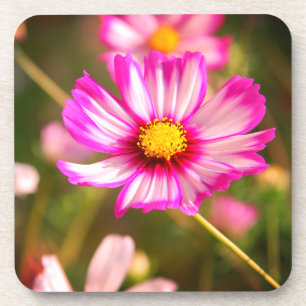 Posavasos Cosmos rosas, huerto de cabaña Rosalinde