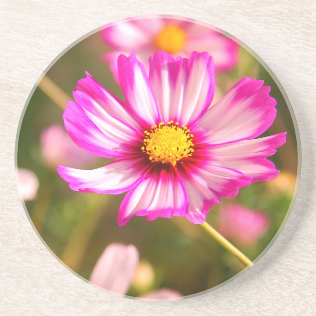 Posavasos Cosmos rosas, huerto de cabaña Rosalinde (Frente)