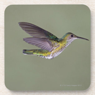 Posavasos costa Blanco-necked del melivora de Jacobin