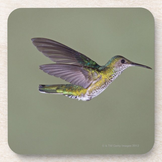 Posavasos costa Blanco-necked del melivora de Jacobin (Frente)