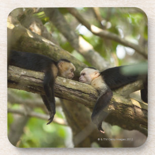 Posavasos Costa Rica, dos monos que descansan sobre el