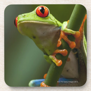 Posavasos Costa Rica, Monteverde, rana arbórea