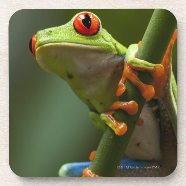 Posavasos Costa Rica, Monteverde, rana arbórea (Frente)