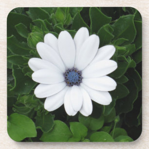 Posavasos Costras de Flor Blanca