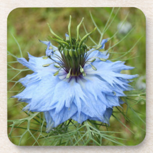 Posavasos Costras de plástico duro de Cornflower