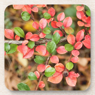 Posavasos Cotoneaster horizontalis