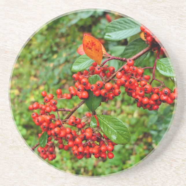 Posavasos Cotoneaster lacteus (Frente)