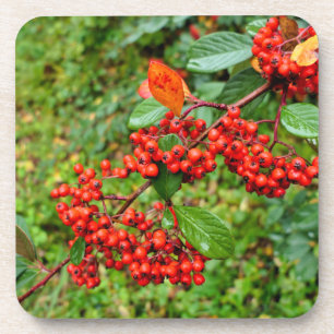 Posavasos Cotoneaster lacteus
