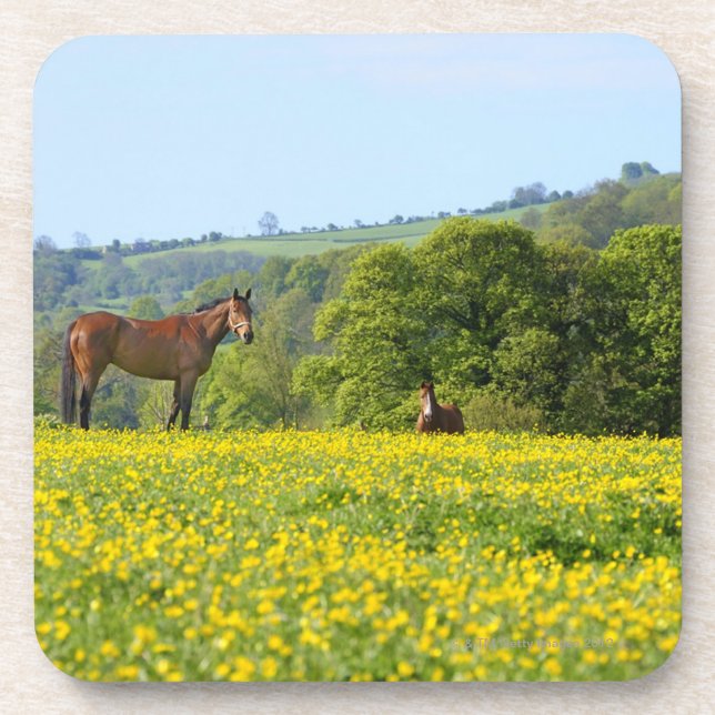 Posavasos Cotswolds, Reino Unido (Frente)