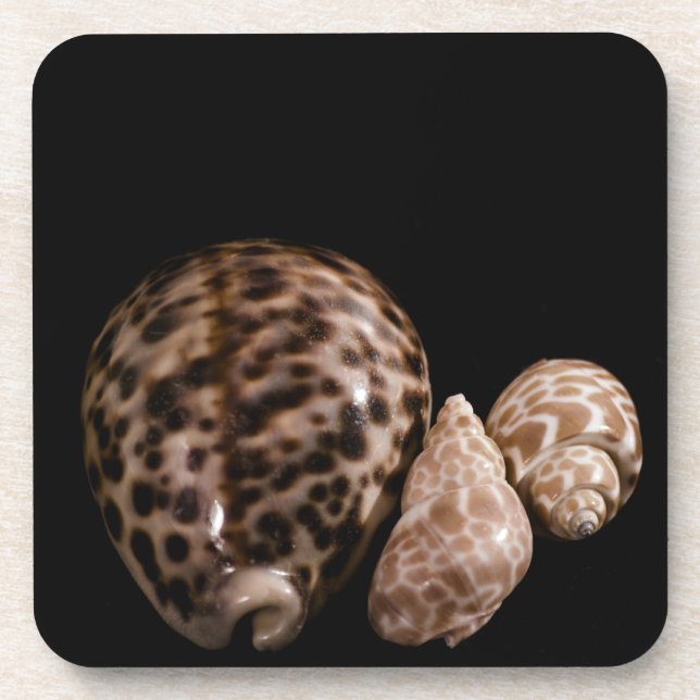 Posavasos Cowrie Cones Cork Coaster (Frente)