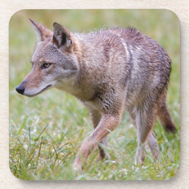 Posavasos Coyote en campo, Cades Cove (Frente)