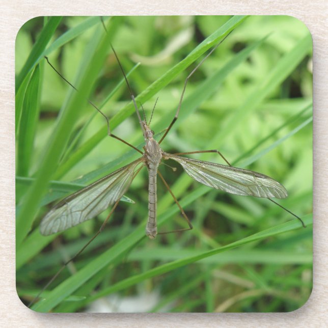Posavasos Crane Fly Cork Coaster (Frente)