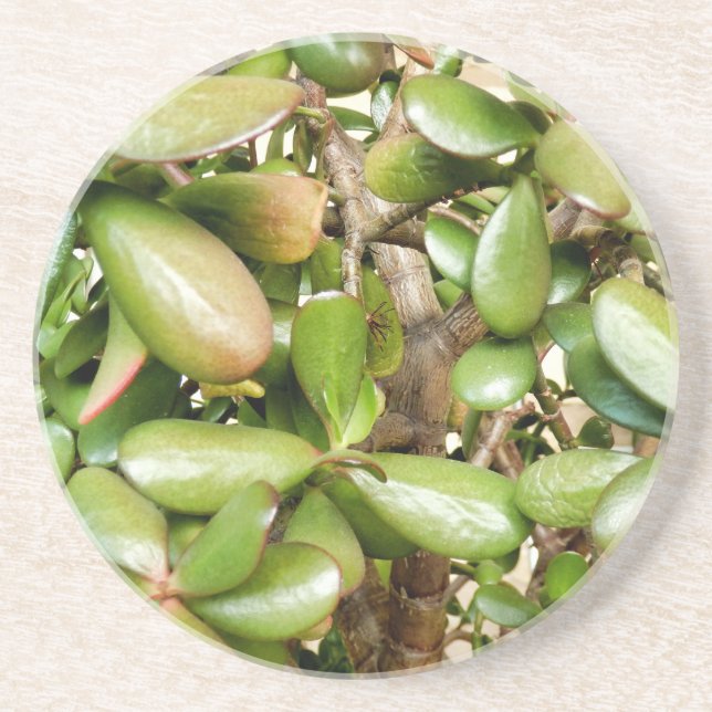 Posavasos Crassula ovata (Frente)