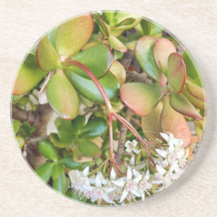 Posavasos Crassula ovata