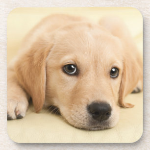 Posavasos Crea tu propia foto personalizada de tu mascota