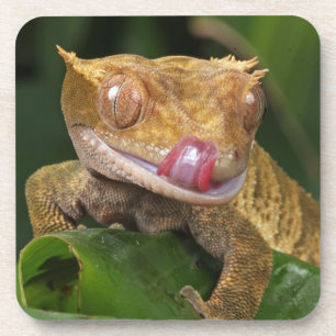 Posavasos Crested Gecko