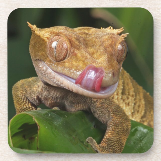 Posavasos Crested Gecko (Frente)