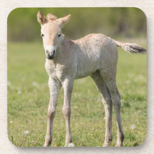 Posavasos Cría de caballo de Przewalski, Hungría