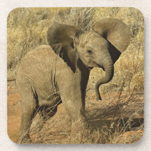 Posavasos Cría de elefante africano, Loxodonta Africana,