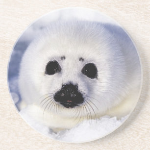 Posavasos Cría de foca arpa hielo Golfo de San Lorenzo,