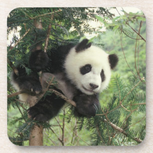 Posavasos cría de panda gigante trepa a un árbol, Valle de W