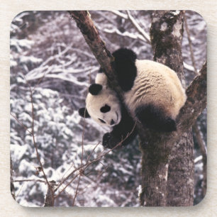 Posavasos Cría de panda jugando en un árbol cubierto de niev