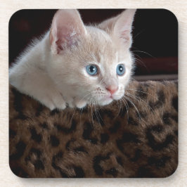 Posavasos Criam Kitten con hermosos ojos azules