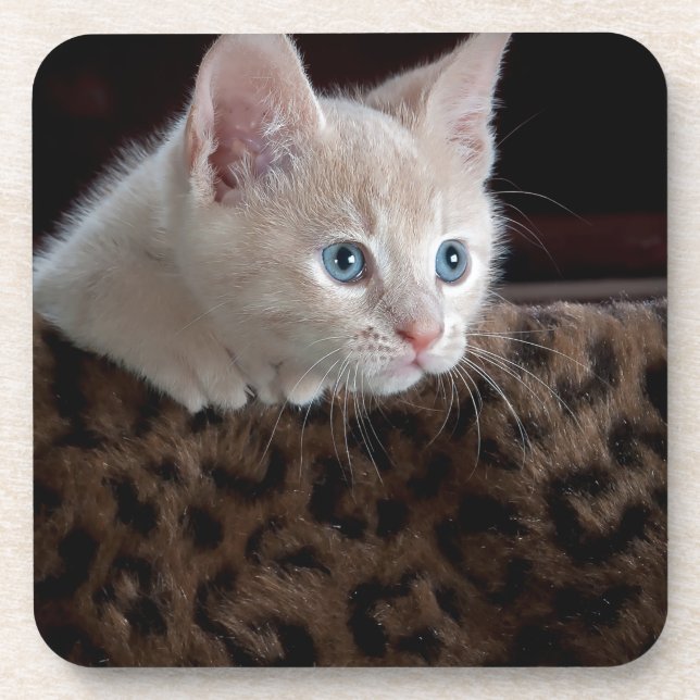 Posavasos Criam Kitten con hermosos ojos azules (Frente)