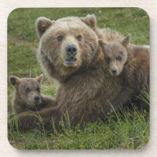 Posavasos Crías de oso pardo acariciando a su madre