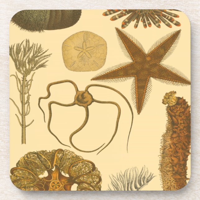 Posavasos Criaturas submarinas (Frente)