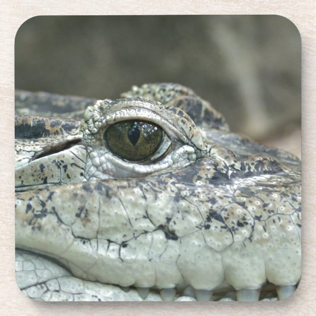 Posavasos Crocodile Eye Coasters (Frente)