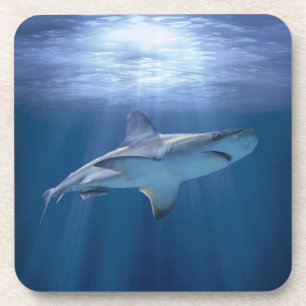 Posavasos Cruizando el tiburón