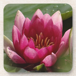 Posavasos Cuadrado de lirio acuático rosa