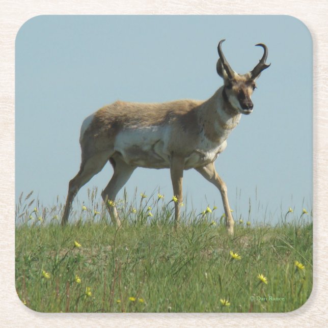 Posavasos Cuadrado De Papel A10 Pronghorn Antelope Buck (Anverso)