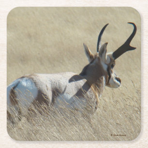 Posavasos Cuadrado De Papel A14 Berrendo antílope de Sunshine Buck