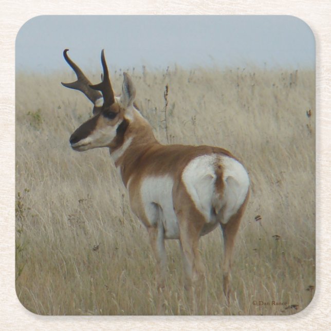 Posavasos Cuadrado De Papel A22 Pronghorn Antelope Buck (Anverso)