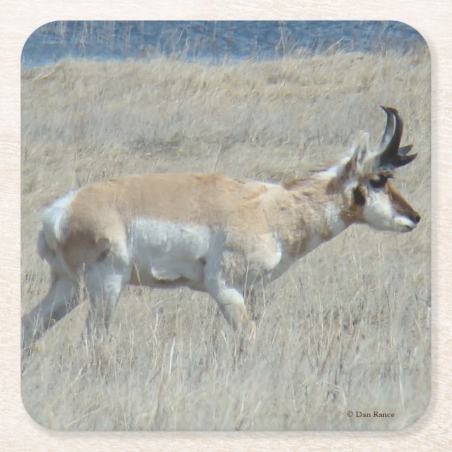 Posavasos Cuadrado De Papel A23 Young Pronghorn Antelope (Anverso)