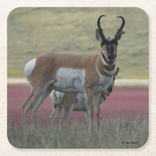 Posavasos Cuadrado De Papel A24 Pronghorn Antelope