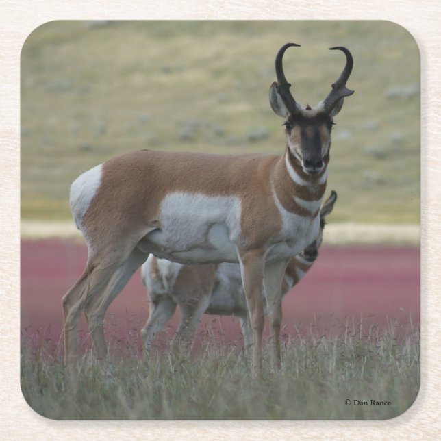 Posavasos Cuadrado De Papel A24 Pronghorn Antelope (Anverso)