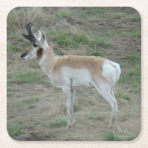 Posavasos Cuadrado De Papel A26 Pronghorn Antelope Young Buck