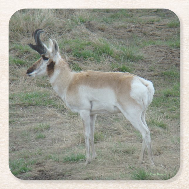 Posavasos Cuadrado De Papel A26 Pronghorn Antelope Young Buck (Anverso)