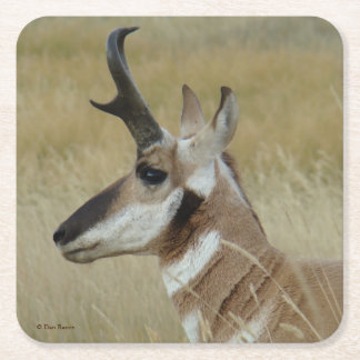 Posavasos Cuadrado De Papel A4 Pronghorn Antelope Buck Head Profile