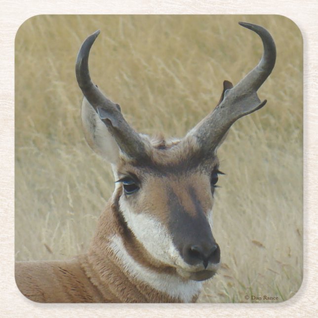 Posavasos Cuadrado De Papel A5 Pronghorn Antelope Big Buck Head (Anverso)