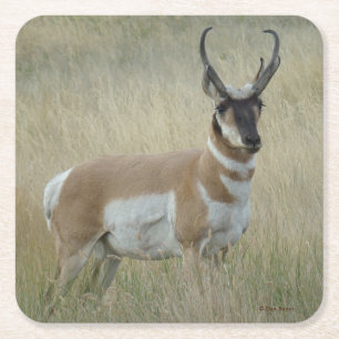 Posavasos Cuadrado De Papel A8 Pronghorn Antelope Buck
