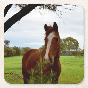 Posavasos Cuadrado De Papel "A Whipwhof Nature: A Chestnut Horse and Banksia,