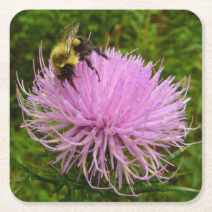 Posavasos Cuadrado De Papel Abeja en Flor de Cardo Naturaleza