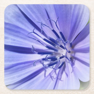 Posavasos Cuadrado De Papel achicoria azul púrpura