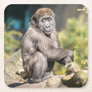 Posavasos Cuadrado De Papel Adorable cachorro de Orangután, solo chillando