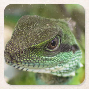 Posavasos Cuadrado De Papel Agama, lagarto