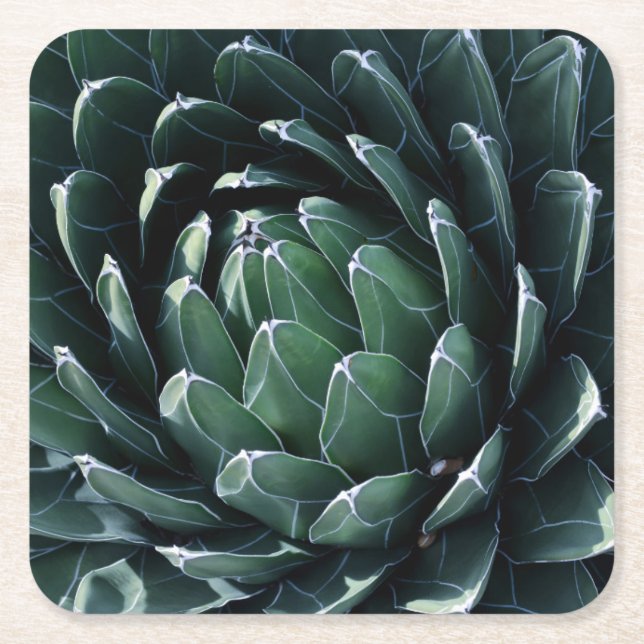 Posavasos Cuadrado De Papel Agavo verde (Anverso)